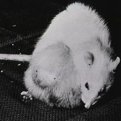 <b>成功在小鼠体内构建出人源化肝脏，有望揭示慢性肝病的根源</b>