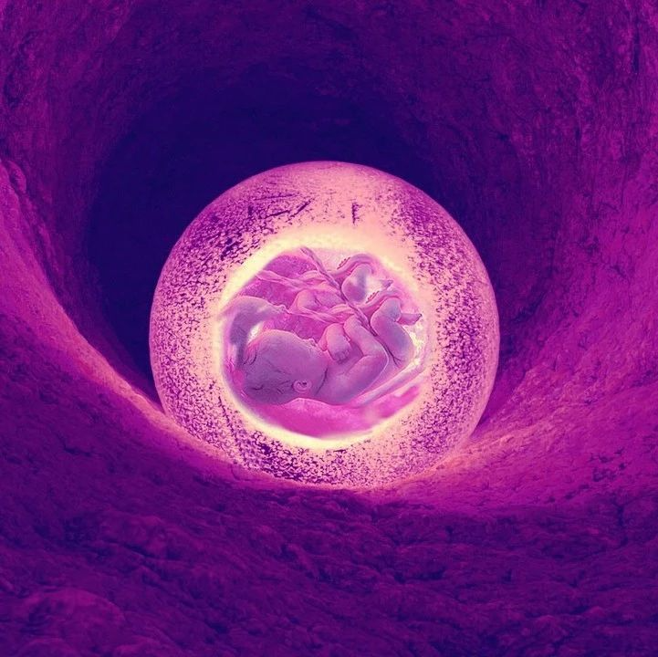 <b>利用人类胚胎干细胞在实验室构建完整的胎龄为14天的人类胚胎模型</b>