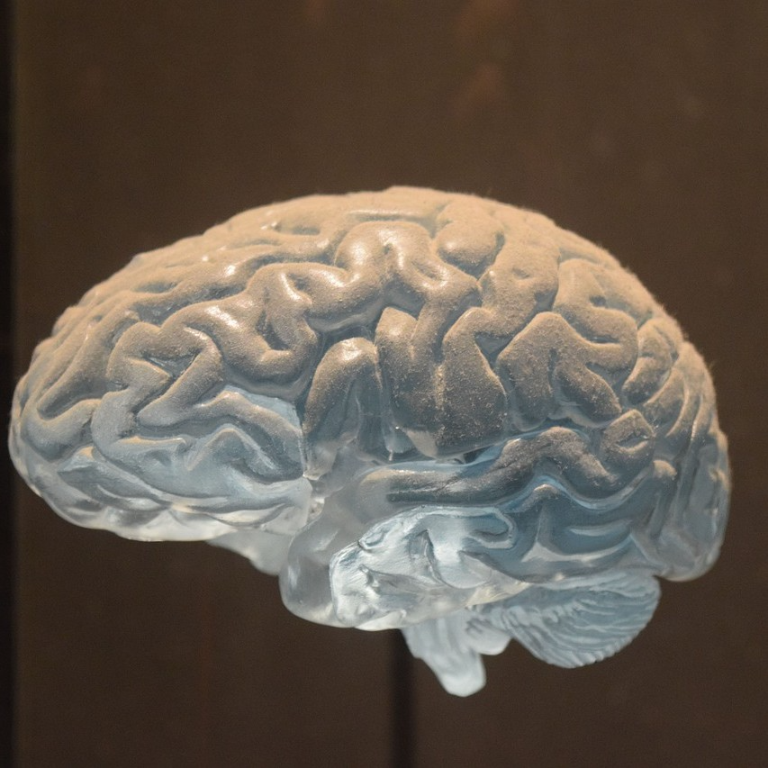<b>局灶性癫痫研究揭示大脑嵌合体机制</b>