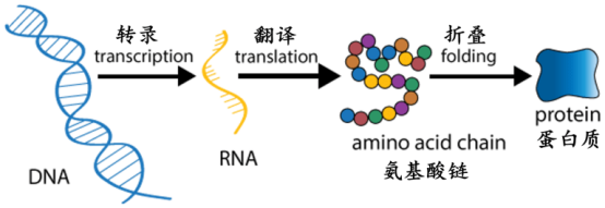 分子生物学中心法则：DNA转录RNA、RNA翻译蛋白质