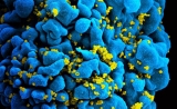 Science子刊：新发现为改进HIV和丙肝疫苗提供新思路