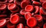Cell：80年后，科学家们发现了红细胞生成的新机制