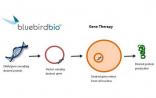 基因治疗药物公司BlueBird Bio：临床试验结果喜人
