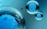 韩忠朝研究团队首次发现功能活性更强的间充质干细胞