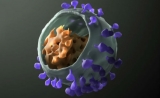 Science：“3合1”新抗体，有效对抗多种HIV
