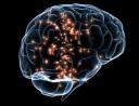 Brain：科学家首次成功测定人类的智力