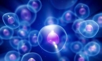 中国首个针对胚胎干细胞的产品标准正式发布