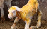 中国转基因羊问世 借线虫基因打造健康羊肉