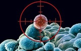 Cell：癌症干细胞可“改邪归正”