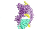 三维成型技术解析Wnt家族蛋白结构为抗癌药带来新希望