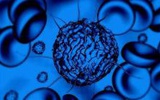 研究发现维持人类胚胎干细胞生存和多能型的重要蛋白