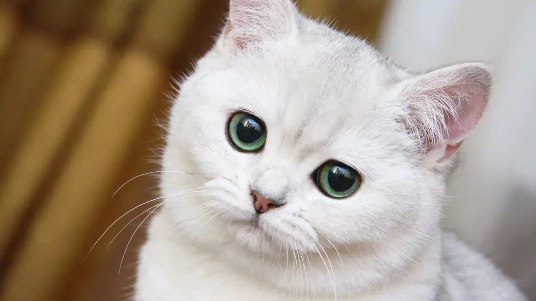 首例！泰国出现疑似「猫传人」新冠病例