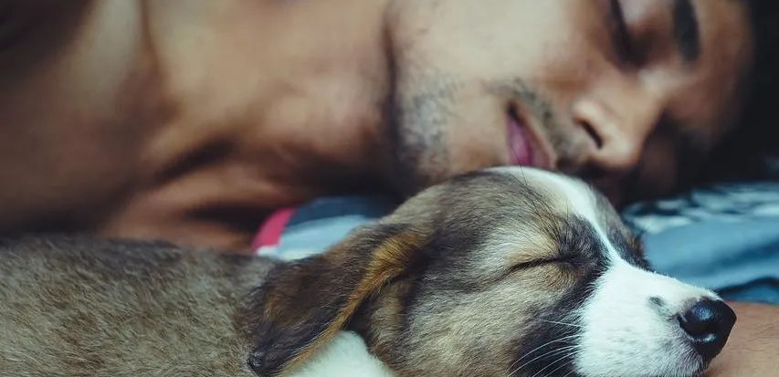 全球首例！猴痘人传狗：宠物狗因与男性同性恋主人同床感染猴痘