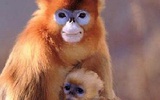 DNA鉴定确认我国发现金丝猴新种群