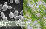 能源危机解决方案：微生物利用电能转化沼气