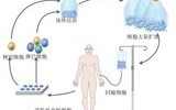 自体免疫细胞回输——癌症治疗的第四种模式