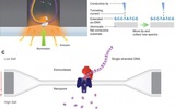 基因测序迈向实时单分子测序时代尚需时日