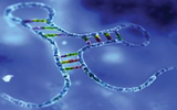 研究发现“垃圾DNA”驱动胚胎发育
