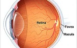 转入光敏受体的人工视网膜恢复盲鼠的视力