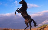 马的驯化源于欧亚大陆西部