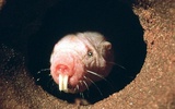 裸鼹鼠基因秘密：人类寿命借此或延长至200岁