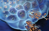 Nature评论：细菌可以战胜脑癌！？