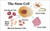 备受争议的干细胞治疗再次成为公众关注焦点