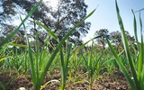 2012年农业生物技术市场将达到144亿美元