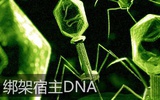 研究人员揭开病毒绑架宿主细胞生物学机理