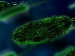 细菌也成带路党！ACS NANO: 多功能菌基纳米酶实现肿瘤治疗精准打击