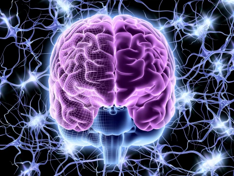<b>脑死亡或可逆？Nature：科学家成功复活供体器官的神经元细胞</b>