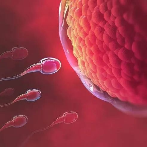 <b>有效保存男性生育力！冷冻睾丸组织20年后仍可产生精子</b>