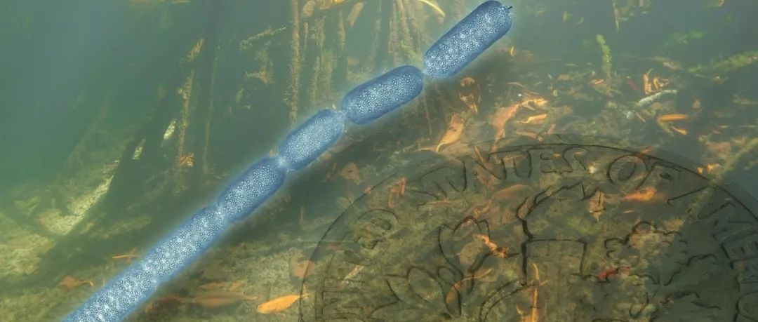 <b>Science：长达9000微米的巨型细菌挑战人类的刻板印象！</b>