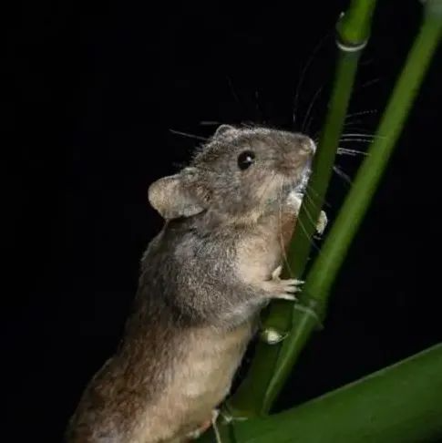 <b>Science重磅 | 首个实验室构建染色体重排哺乳动物模型</b>