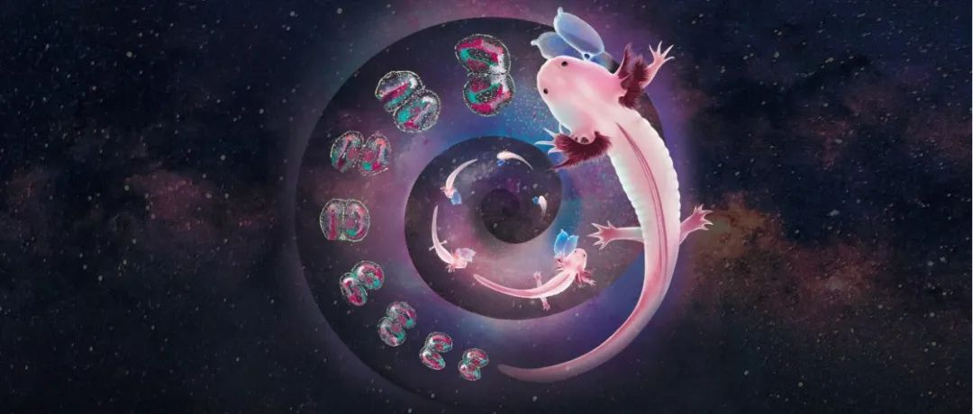 Science：大脑受伤了如何自行恢复？华大构建全球首个脑再生时空图谱