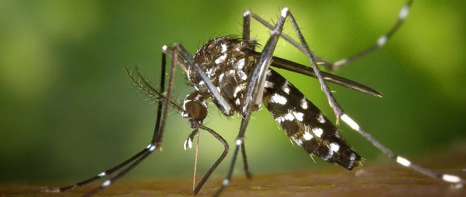 害得你被蚊子盯着咬的气味到底是什么？
