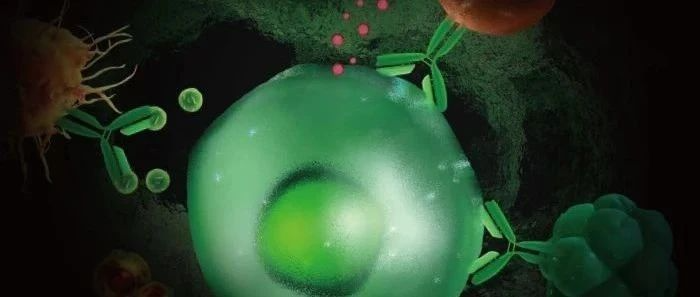 <b>最大化抗体药疗效和安全性，Fc受体全面助力抗体药物开发</b>