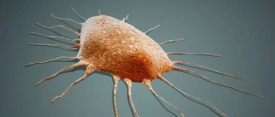 Nature子刊：发现新的细胞死亡机制，可为癌症治疗提供新策略