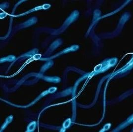 <b>研究发现：体力劳动更多的男性生育能力更强，精子浓度、数量分别高出46%和</b>