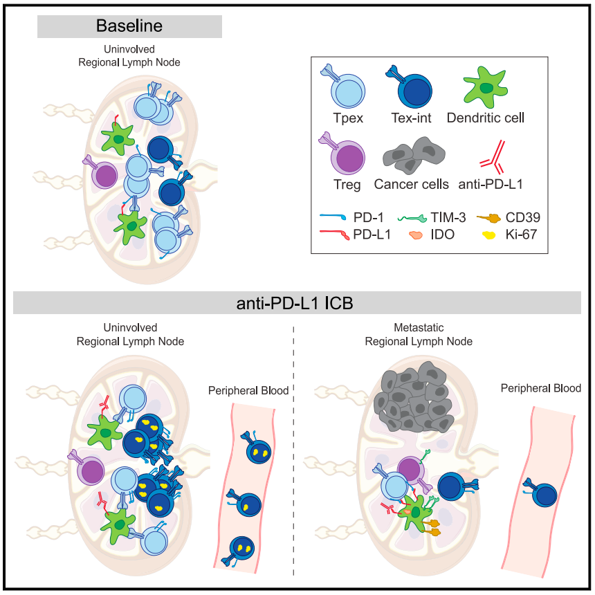 <b>Cell：颠覆性发现，淋巴结能促进癌症免疫治疗的成功？</b>