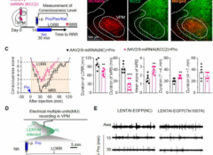 <b>Nature Neuroscience：宋学军团队揭示意识重启机制，意识恢复是个主动过程</b>