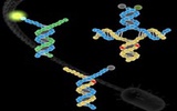 基因检测新突破: 单碱基突变检测