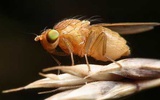 科学家在经遗传改造的果蝇中制造新蛋白质