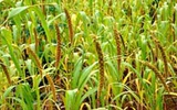 中国农科院、中科院Nature Genetics基因组研究新成果