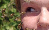 科学家发现神奇蜜蜂 嗜好吮吸人类眼泪