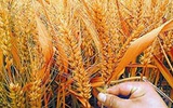 专家称民众质疑转基因食品源于不了解