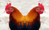 美国公司大规模克隆鸡推动克隆动物研究