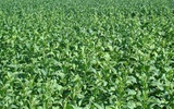 生物肥料将替代传统肥料 掀起绿色农业革命