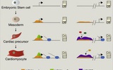 Cell：美科学家绘出心脏基因组蓝图