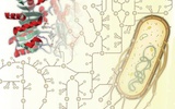 Science新成果挑战教科书：大量酶具有多重功能